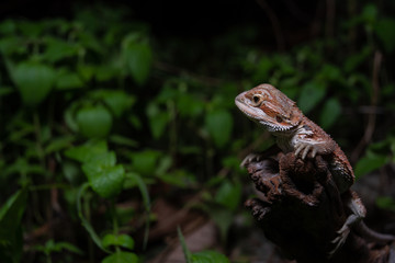 Obraz premium Pogona or also known as bearded dragon stays on cork woods with green nature background at night.