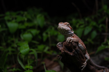 Pogona or also known as bearded dragon stays on cork woods with green nature background at night.