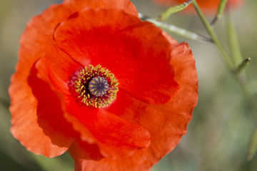 Fototapeta premium Papavero rosso macro con sfondo verde