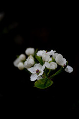 White flowers against a dark background
