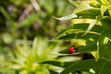 red bugs mating on a green leaf