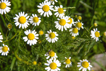 little daisies in the spring garden © Aliaksei