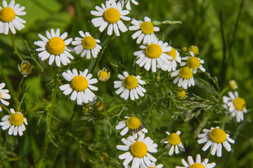 little daisies in the spring garden © Aliaksei