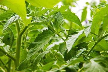 Plakat foliage of young tomatoes in a greenhouse