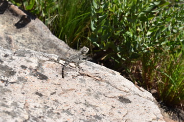 Closeup of a bearded dragon on the plate clip hiking path on the Table Mountain in Cape Town, South Africa