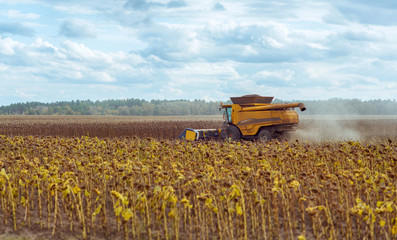 Combine is working in the field. Harvester is cutting  ripe, dry sunflowers. Beautiful landscape with blue sky. Agriculture autumn design concept.
