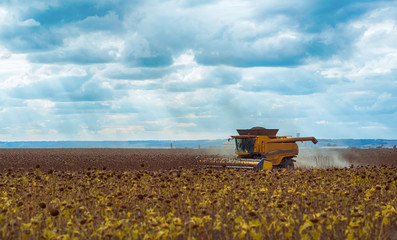 Combine is working in the field. Harvester is cutting  ripe, dry sunflowers. Beautiful landscape with blue sky. Agriculture autumn design concept.
