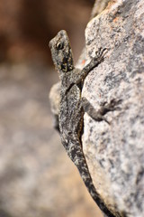 Closeup of a bearded dragon on the plate clip hiking path on the Table Mountain in Cape Town, South Africa