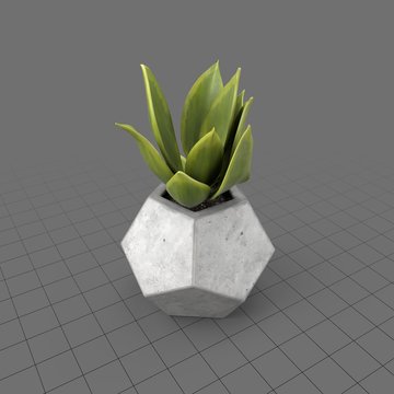 Cactus in a geometric planter
