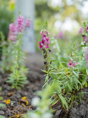 Purple, pink, red, flowers in the garden in vintage style soft focus.