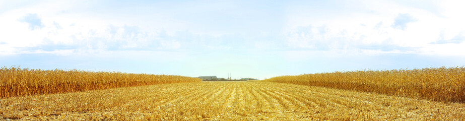 Panorama of corn fields, ready to harvest.