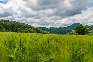Weizenfeld mit Berge im Hintergrund