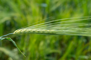 Korn im Kornfeld - Weizen mit unscharfem Hintergrund
