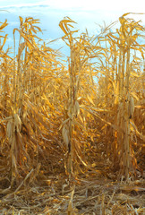 Ripe corn in the field is dry and ready for harvest