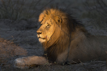 Naklejka na ściany i meble Adult lion male with huge mane resting and waiting in gathering darkness