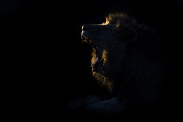 Silhouette of an adult lion male with huge mane resting in darkness