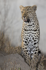 Lone leopard sit down resting on anthill in nature during daytime