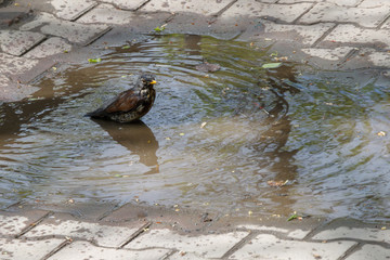 Bird bathing in a puddle