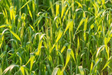 A field of ripe barley in evening sunlight.