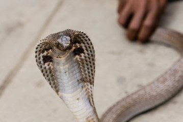 The head of a cobra being charmed to pose for tourists in Varanasi, India.