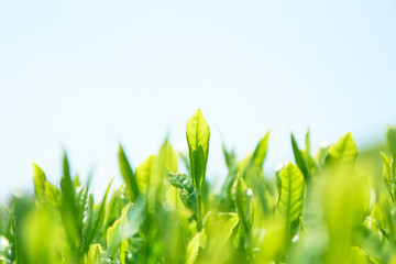 京都和束の茶畑