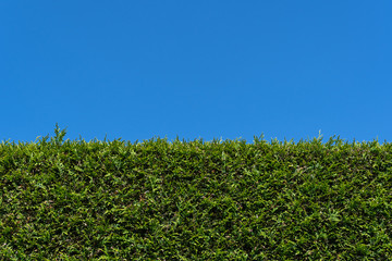 Thuja Hecke im Garten mit blauem Textfreiem Himmel als Hintergrund
