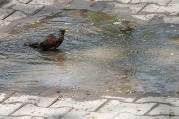 Bird bathing in a puddle