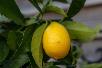 Gelbe Zitrone am Baum