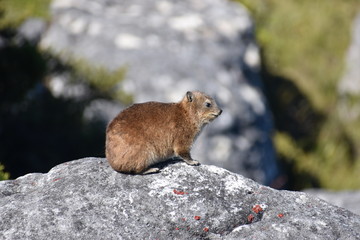 A funny hyrax sitting on a stone at the Table Mountain in Cape Town in South Africa