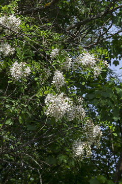 Branch with fresh bloom  of acacia-tree or common locust flower in park, Sofia, Bulgaria  