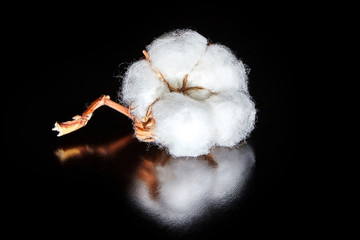 white cotton flower on dark wooden table