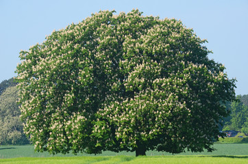 Fototapeta na wymiar Blooming horse-chestnut