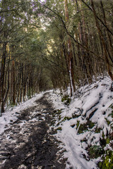 Forest Tasmania