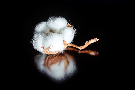 white cotton flower on dark wooden table