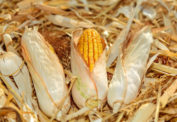 Ears of dried corn on harvested field.