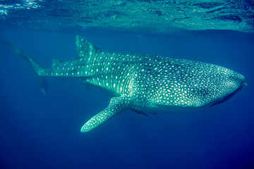 Whaleshark Ningaloo-Reef