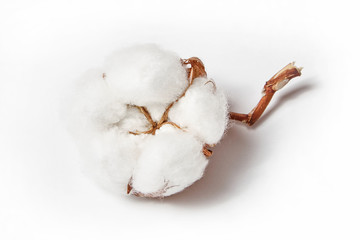 cotton flower on white background