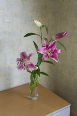Tender big pink flowers of lily is standing in the glasses vase on the table in the room with light color walls