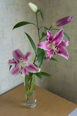 Obraz premium Tender big pink flowers of lily is standing in the glasses vase on the table in the room with light color walls