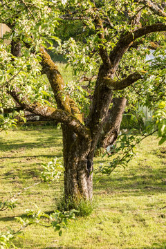 Big old apple tree in the middle of the green garden