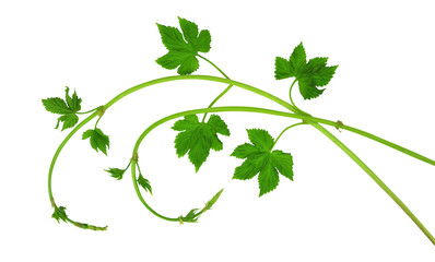 Beautiful shoots of young hops with leaves. Close-up. Isolated without a shadow. Flat-lay .