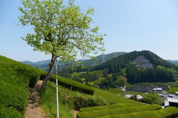 Fototapeta na wymiar 京都和束の茶畑
