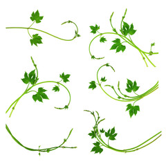 Hop decoration elements. Dividers branches with leaves of hops. Isolated without a shadow. Large set.