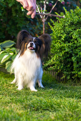 The owner is training the dog in the garden