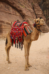 Camel with colorful traditional harness in Petra, Jordan used to transport tourists through the...