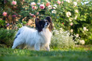 Obraz premium A dog in a flower garden