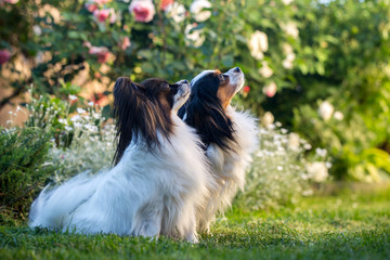 Two dogs in a rose garden