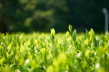 京都和束の茶畑