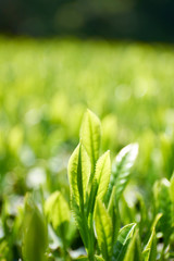 京都和束の茶畑