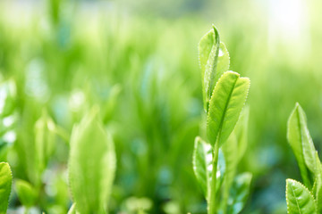 京都和束の茶畑